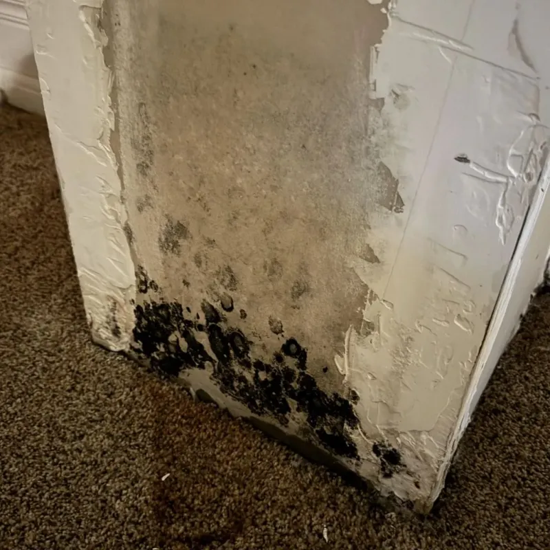 Professional Mold Removal in Gasport, NY
